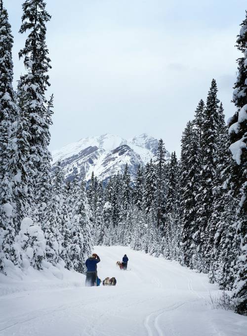 Eine Hundeschlittenfahrt in Salzburg ist ein wundervolles Erlebnis, das Sie nie wieder vergessen werden. 