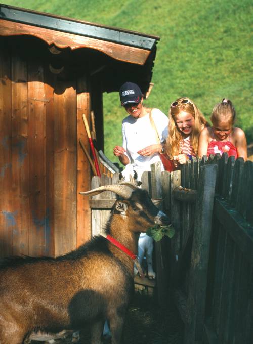 In ihrem Familienurlaub im Salzburger Land füttern drei Schwestern eine Ziege mit Heu.