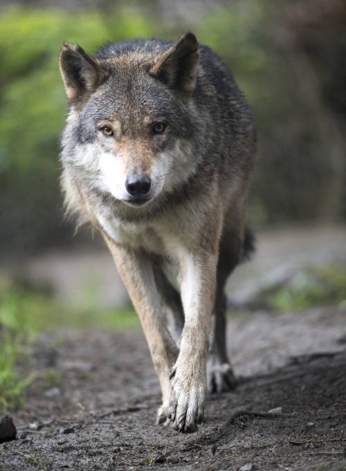 Ein Wolf durchstreicht den Wildpark Ferleiten - ein interessantes Ausflugsziel während Ihres Aufenthaltes im Hotel Alpina in St. Johann. 