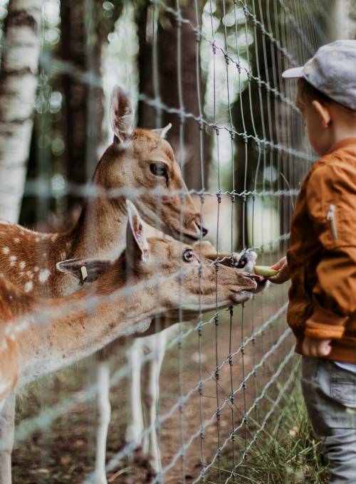 Der Tiergarten Hellbrunn ist ein spannendes Ausflugsziel für einen unvergesslichen Familienurlaub im Salzburger Land. 